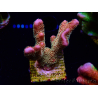 WYSIWYG - RAH Montipora Silly Salmon