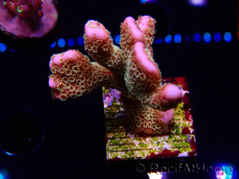 WYSIWYG - RAH Montipora Silly Salmon