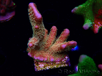 WYSIWYG - RAH Montipora Silly Salmon 5K10