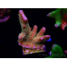 WYSIWYG - RAH Montipora Silly Salmon 5K10