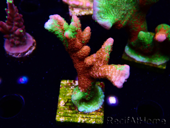 WYSIWYG WWC Montipora Contraband Digitata 5Q1