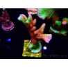 WYSIWYG WWC Montipora Contraband Digitata