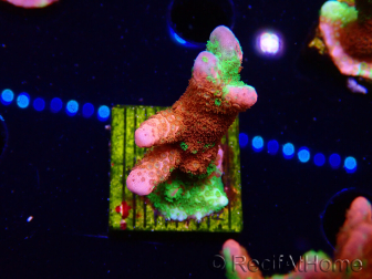 WYSIWYG WWC Montipora ContrabandDigitata