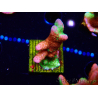 WYSIWYG WWC Montipora ContrabandDigitata