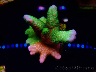 WYSIWYG WWC Montipora Contraband Digitata 5Q3
