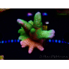 WYSIWYG WWC Montipora Contraband Digitata 5Q3