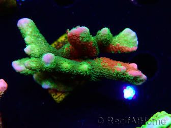 WYSIWYG WWC Montipora ContrabandDigitata 5Q4
