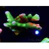 WYSIWYG WWC Montipora ContrabandDigitata 5Q4