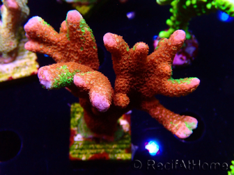 WYSIWYG WWC Montipora Contraband Digitata 5Q5