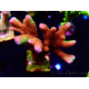 WYSIWYG WWC Montipora Contraband Digitata