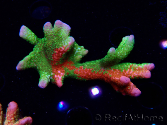WYSIWYG WWC Montipora Contraband Digitata 5Q6