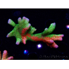 WYSIWYG WWC Montipora Contraband Digitata