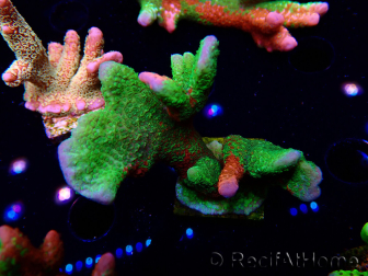 WYSIWYG WWC Montipora Contraband Digitata 5Q7