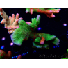 WYSIWYG WWC Montipora Contraband Digitata 5Q7
