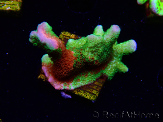 WYSIWYG WWC Montipora Contraband Digitata 5Q8