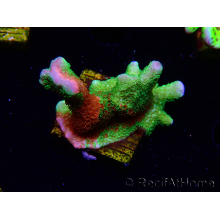 WYSIWYG WWC Montipora Contraband Digitata
