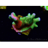 WYSIWYG WWC Montipora Contraband Digitata