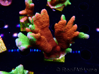 WYSIWYG WWC Montipora Contraband Digitata 5Q9