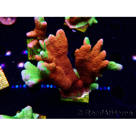 WYSIWYG WWC Montipora Contraband Digitata
