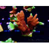 WYSIWYG WWC Montipora Contraband Digitata 5Q9