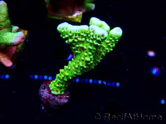 WYSIWYG - CB Incredible Hulk Montipora 5L6
