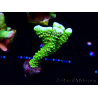 WYSIWYG - CB Incredible Hulk Montipora 5L6