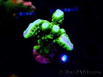 WYSIWYG - CB Incredible Hulk Montipora