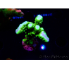 WYSIWYG - CB Incredible Hulk Montipora