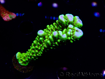 WYSIWYG - CB Incredible Hulk Montipora
