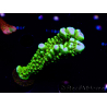 WYSIWYG - CB Incredible Hulk Montipora