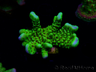 WYSIWYG - CB Incredible Hulk Montipora 5L10