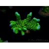 WYSIWYG - CB Incredible Hulk Montipora