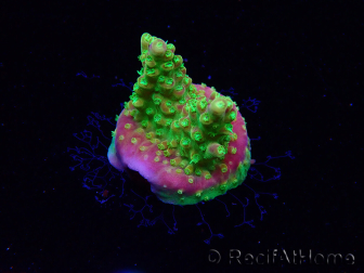 WYSIWYG MH Acropora natalensis 5C2