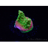WYSIWYG MH Acropora natalensis 5C2