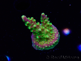 WYSIWYG MH Acropora natalensis