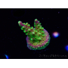 WYSIWYG MH Acropora natalensis