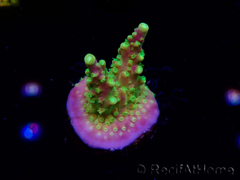 WYSIWYG MH Acropora natalensis