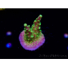 WYSIWYG MH Acropora natalensis 5C4