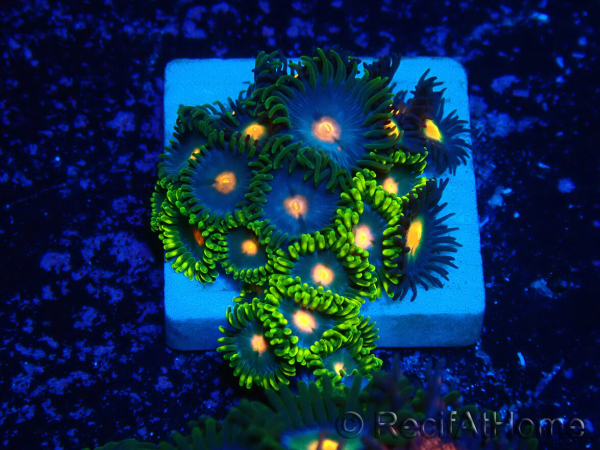 WYSIWYG - Zoanthus 14A1 Mariculture Indo Acclimaté sous led