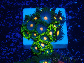 WYSIWYG - Zoanthus 14A1 Mariculture Indo Acclimaté sous led