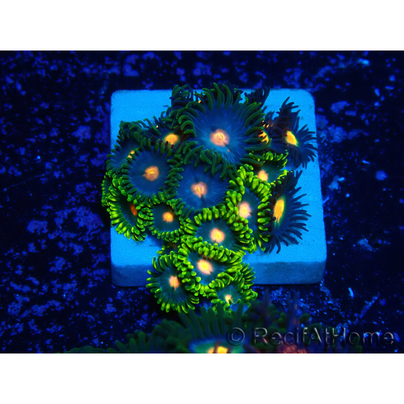 WYSIWYG - ZoanthusMaricultura Acclimatado bajo LED