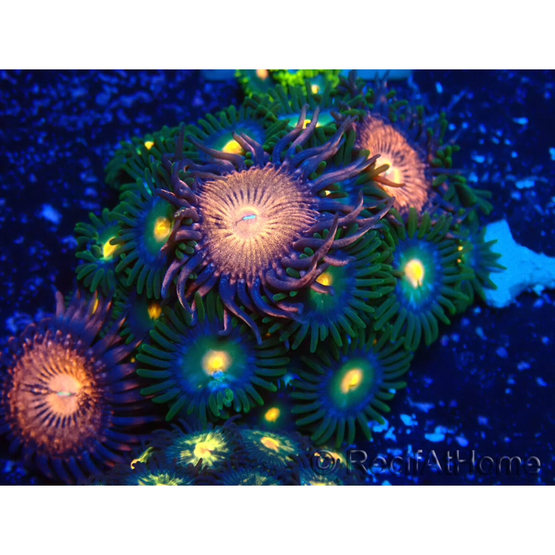 WYSIWYG - Zoanthus 14A2 Mariculture Indo Acclimaté sous led