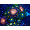 WYSIWYG - Zoanthus Indo Mariculture Acclimated under LED