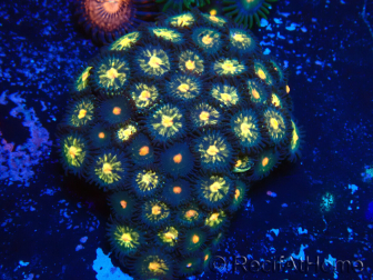 WYSIWYG - Zoanthus 14A3 Mariculture Indo Acclimaté sous led