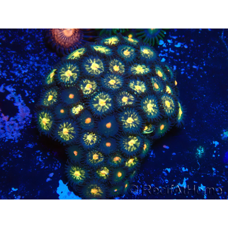 WYSIWYG - Zoanthus 14A3 Mariculture Indo Acclimaté sous led