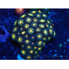 WYSIWYG - Zoanthus Indo Mariculture Acclimated under LED