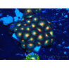 WYSIWYG - Zoanthus 14A4 Mariculture Indo Acclimaté sous led