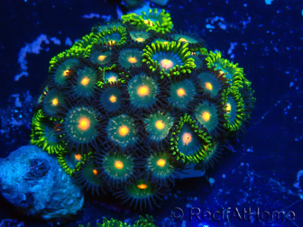WYSIWYG - Zoanthus Mariculture Indo Acclimaté sous led
