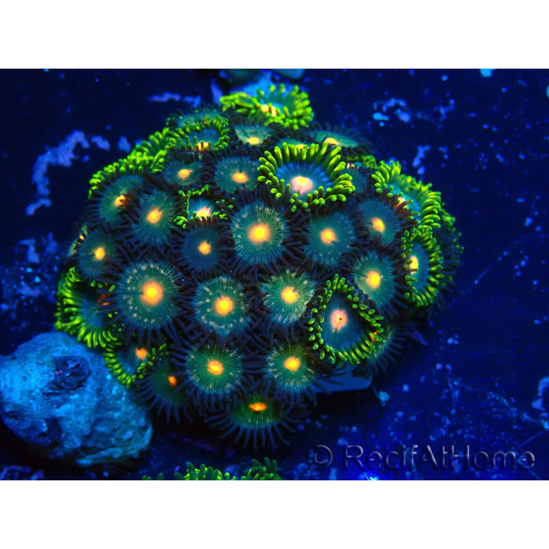 WYSIWYG - Zoanthus Mariculture Indo Acclimaté sous led