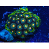 WYSIWYG - Zoanthus 14A5 Mariculture Indo Acclimaté sous led